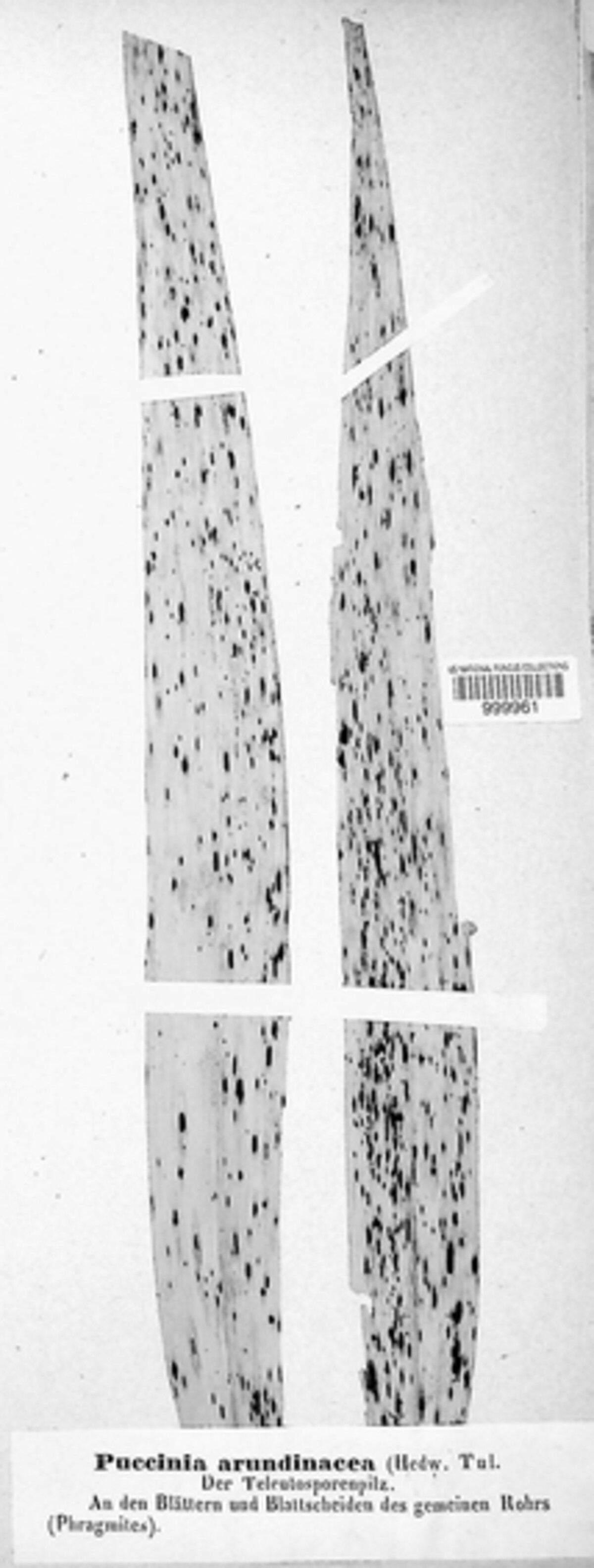 Puccinia phragmitis image